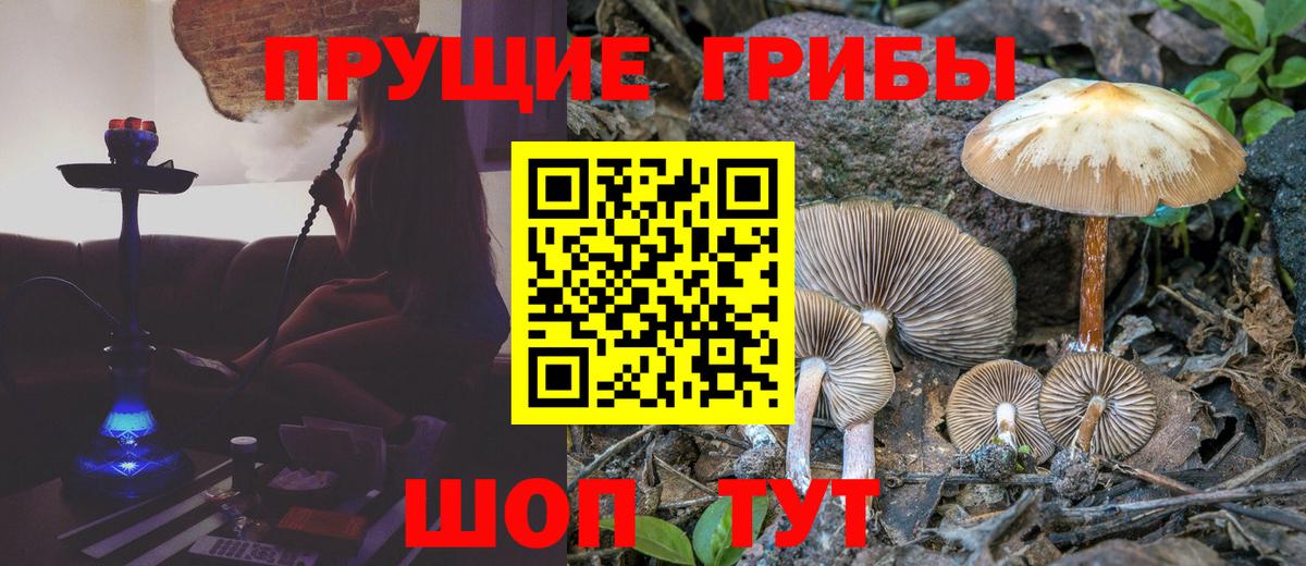 Галлюциногенные грибы Psilocybine cubensis  Вход с VPN  Галлюциногенные грибы Psilocybine cubensis  Ишим 